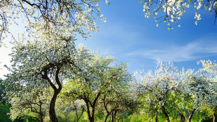 Árboles en primavera