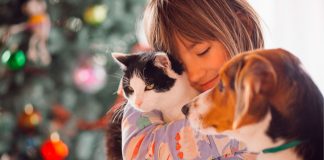 Los animales de compañía. Regulación postconvivencial