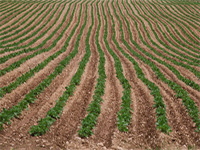 Subvenciones a entidades de mujeres rurales El Régimen Especial Agrario, doblemente especial