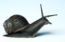 Caracol