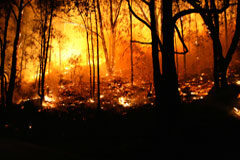 Incendios forestales por imprudencia grave: barbacoas en verano Incendio