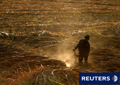 Un agricultor en los campos de azúcar en Málaga