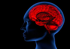 Cerebro