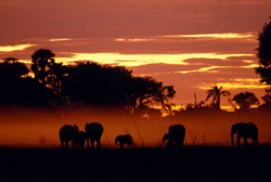 Animales a lo lejos en un atardecer en la selva.