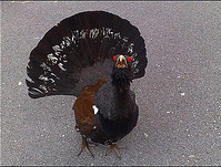 El urogallo contraataca El urogallo contraataca